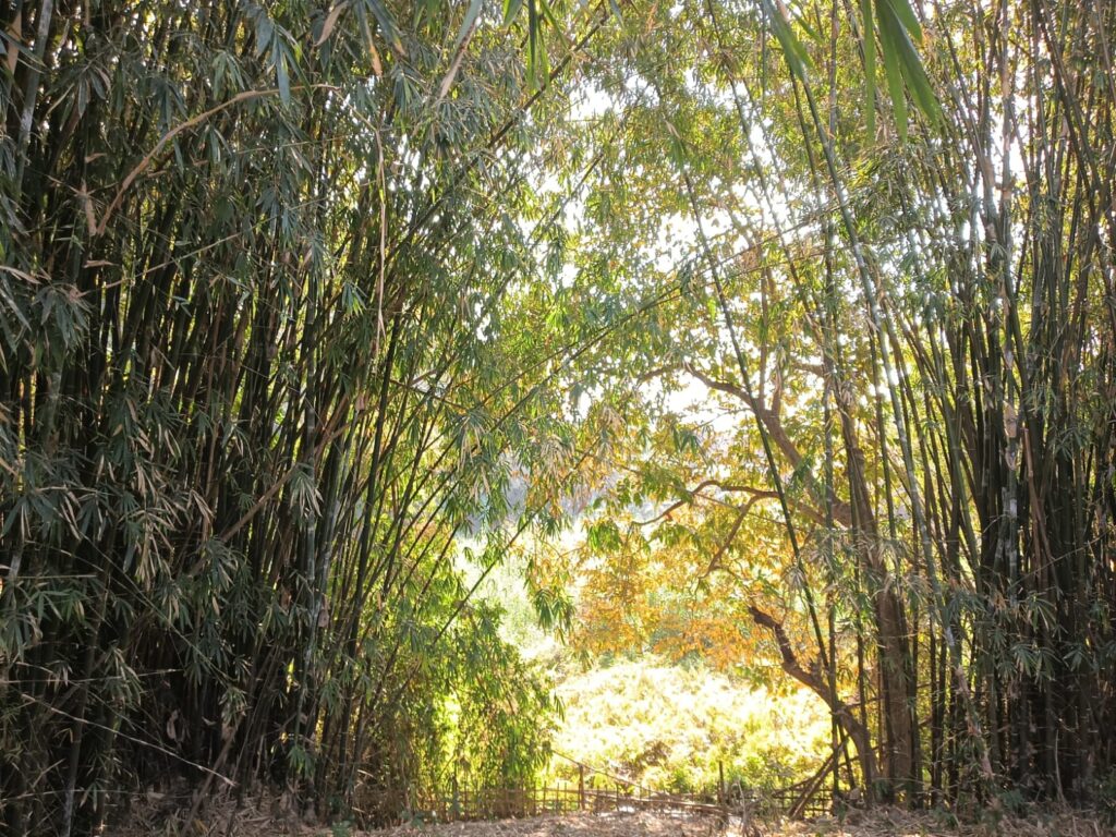 Natural Beauty of Goswami Eco Homestay