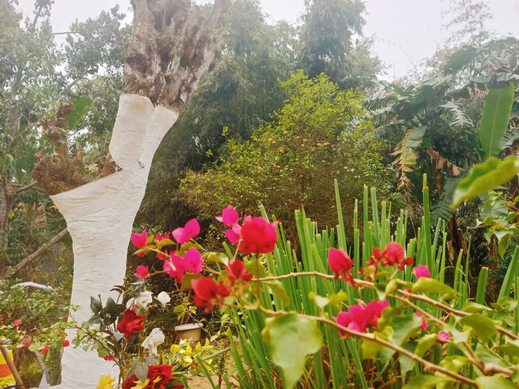 outdoor area of goswami eco homestay tezpur