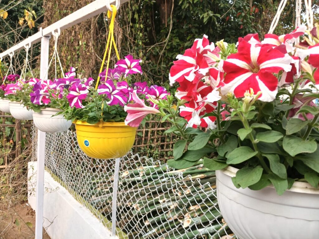outdoor garden area of goswami eco homestay tezpur
