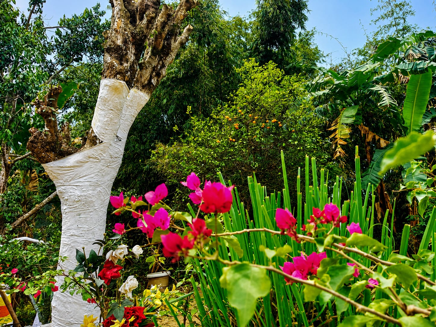 Beautiful garden at Goswami Eco Homestay in Tezpur Town with lush greenery.