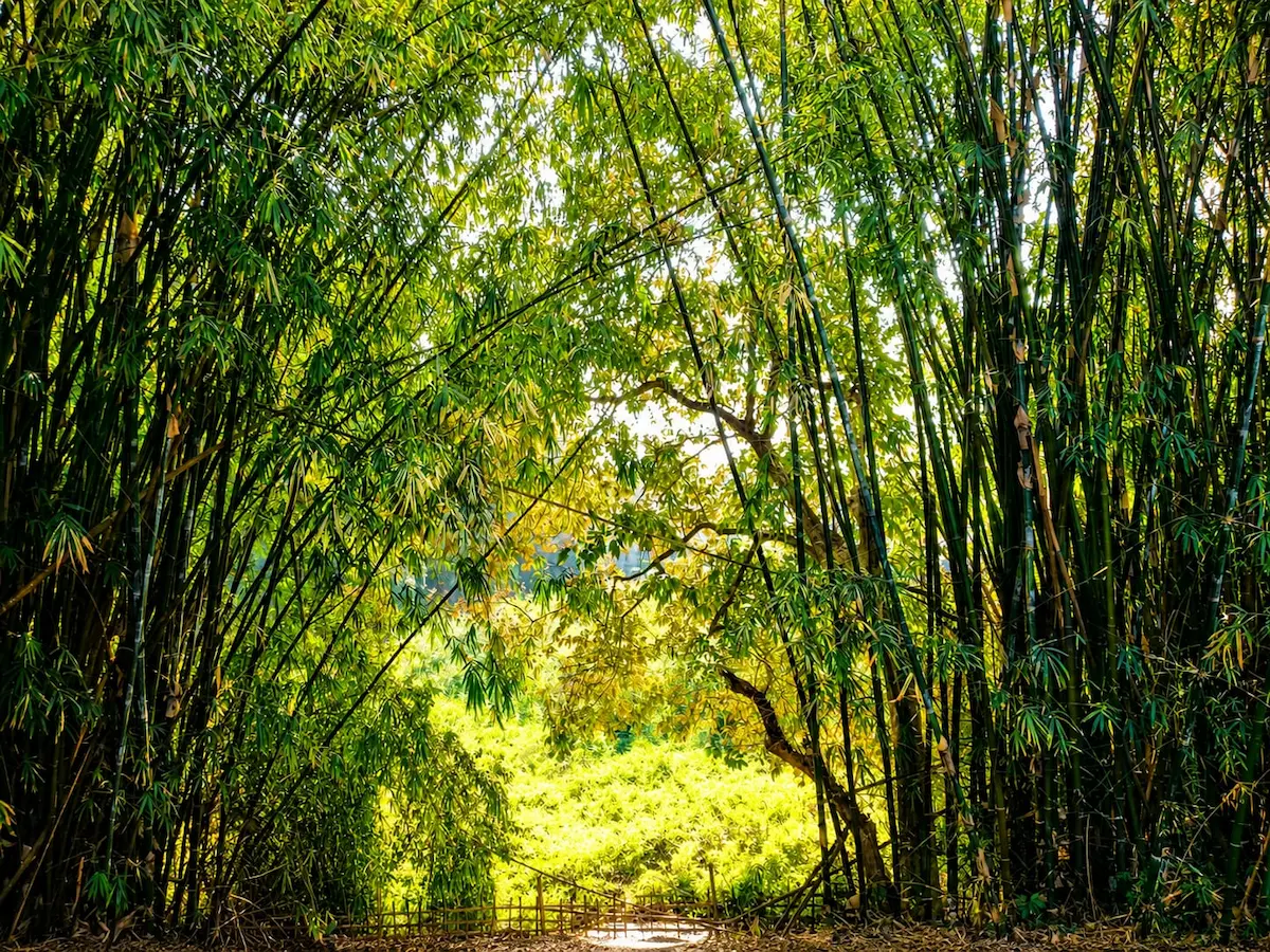 Natural surroundings and peaceful environment at Goswami Eco Homestay in Tezpur.
